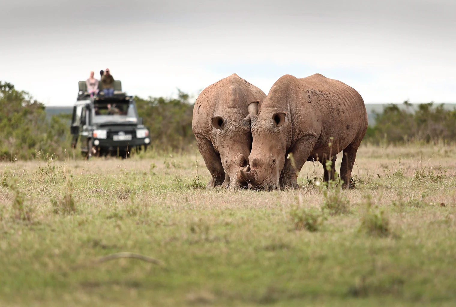 A safari vehicle watching two white rhinos graze at Solio