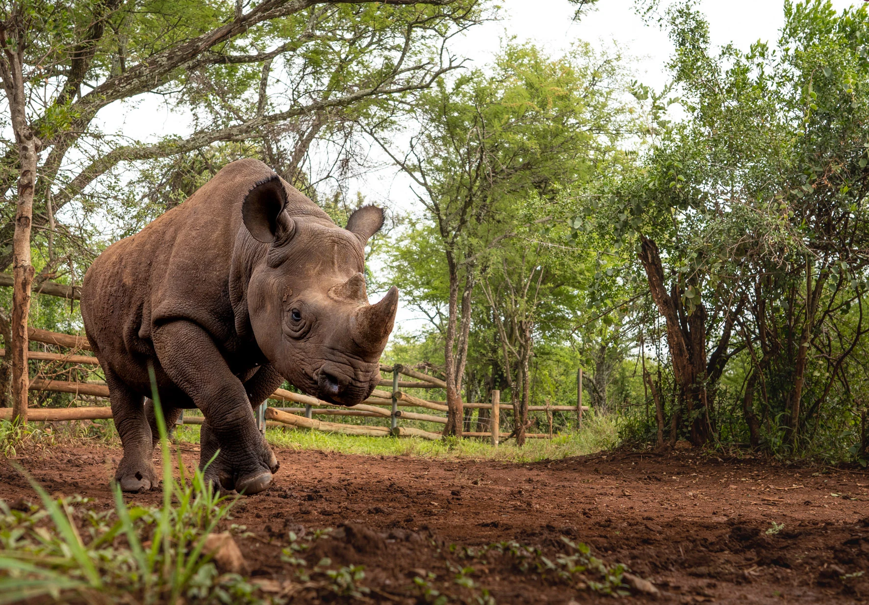 Rhino beside a woodland fence