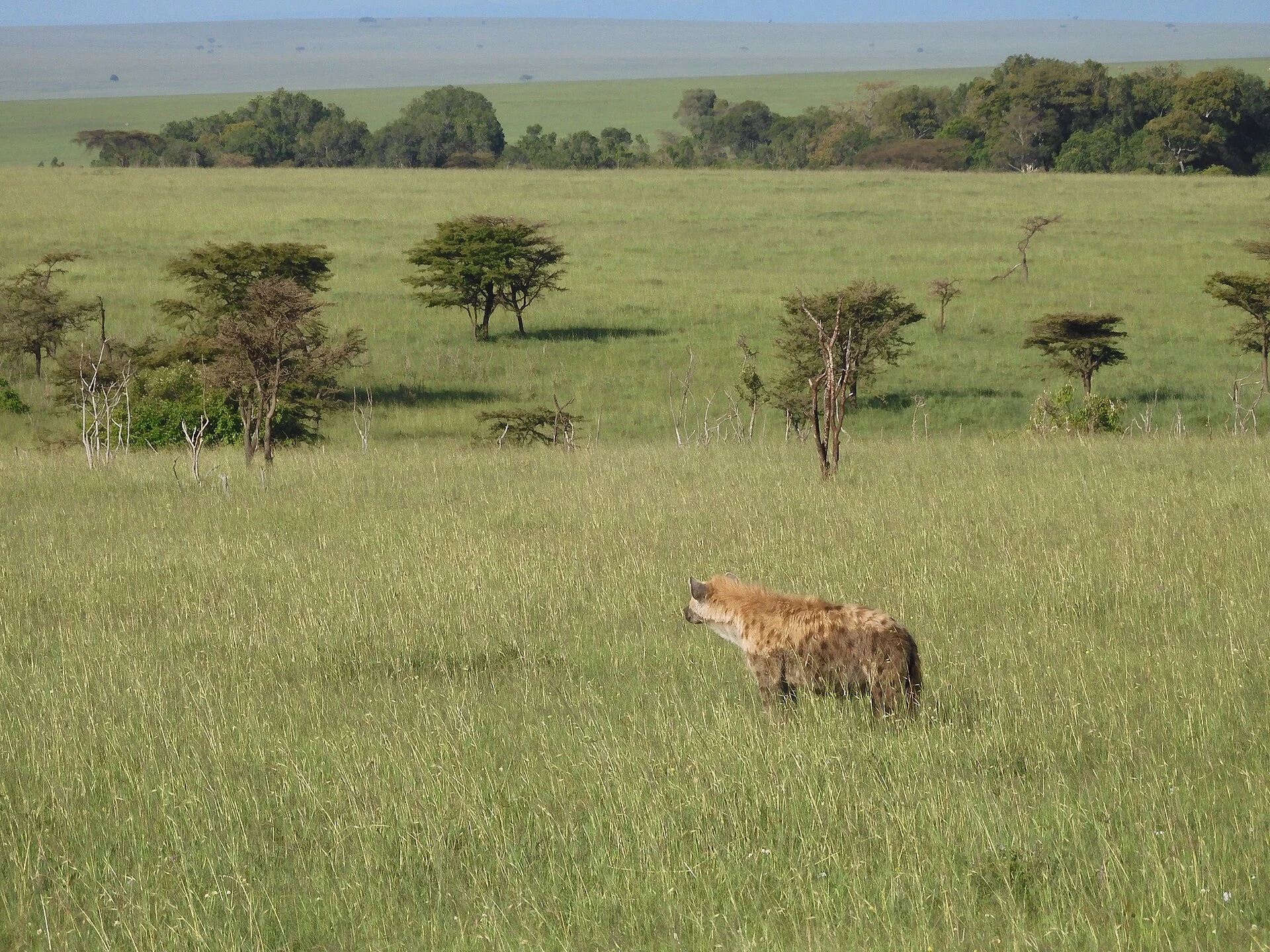 A spotted hyena in Olare Motorogi Conservancy