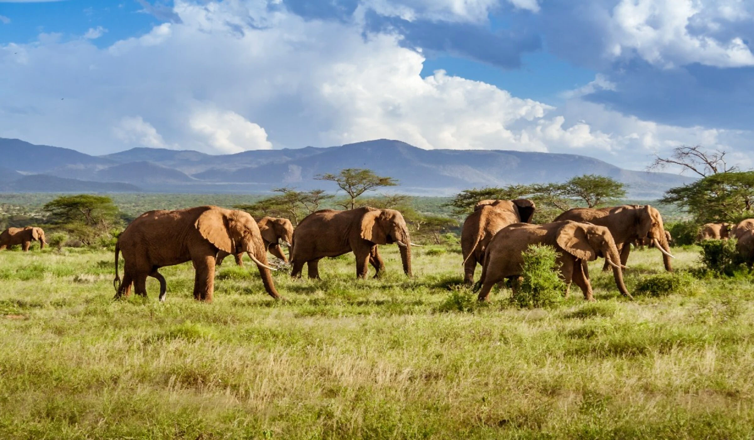 Herd of elephants walking through green grass with mountains behind