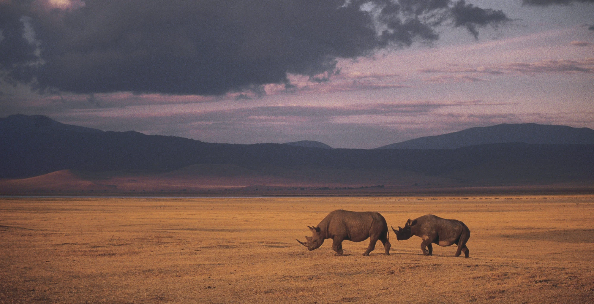 Two black rhinos on the Ngorongoro Crater floor at dusk