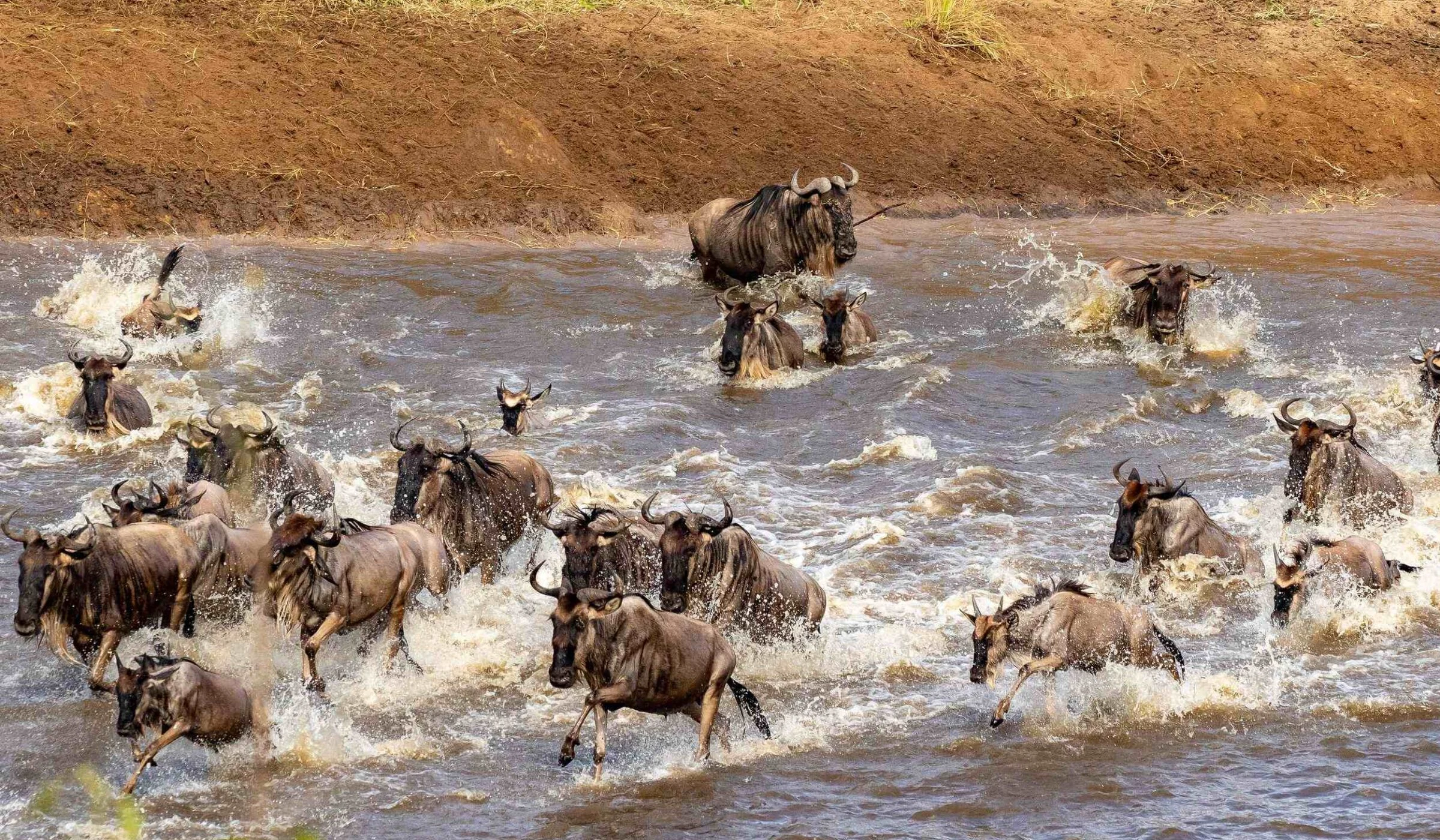 Wildebeest splashing across a river during a crossing