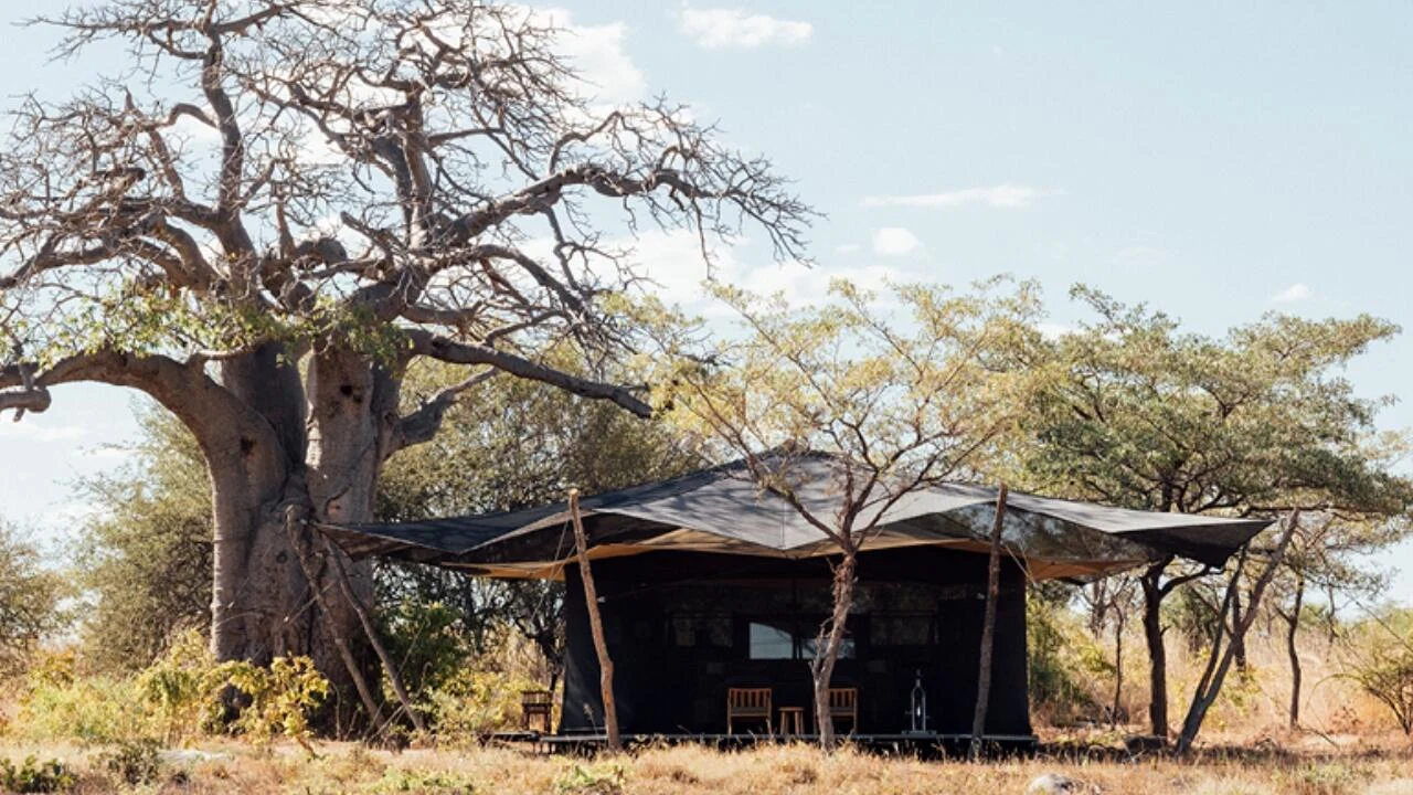 Canvas shelter beside large tree at Usangu Expedition Camp