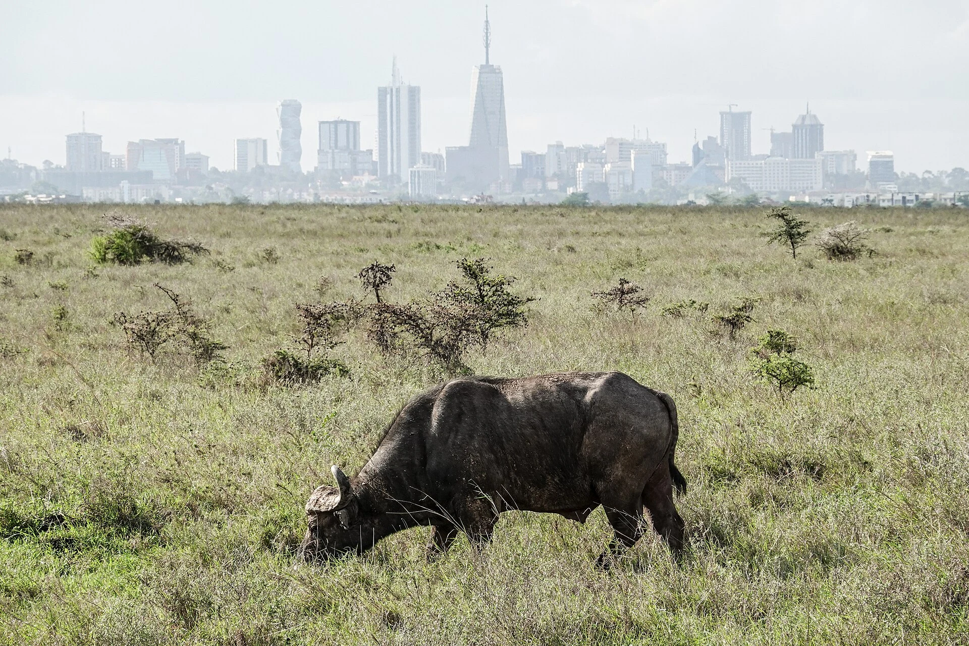 A buffalo grazing with the Nairobi skyline behind