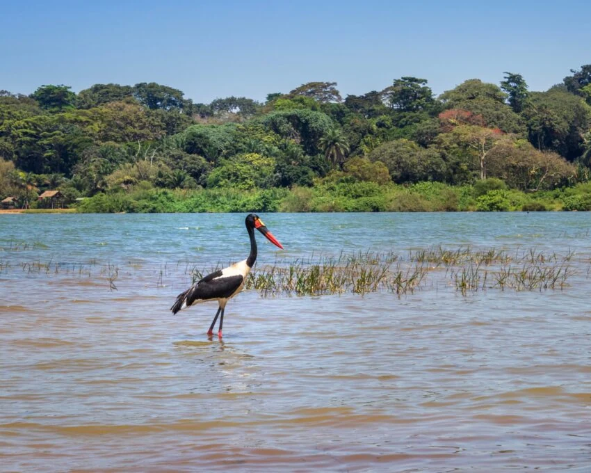 Saddle billed stork wading in blue lake water with forest behind