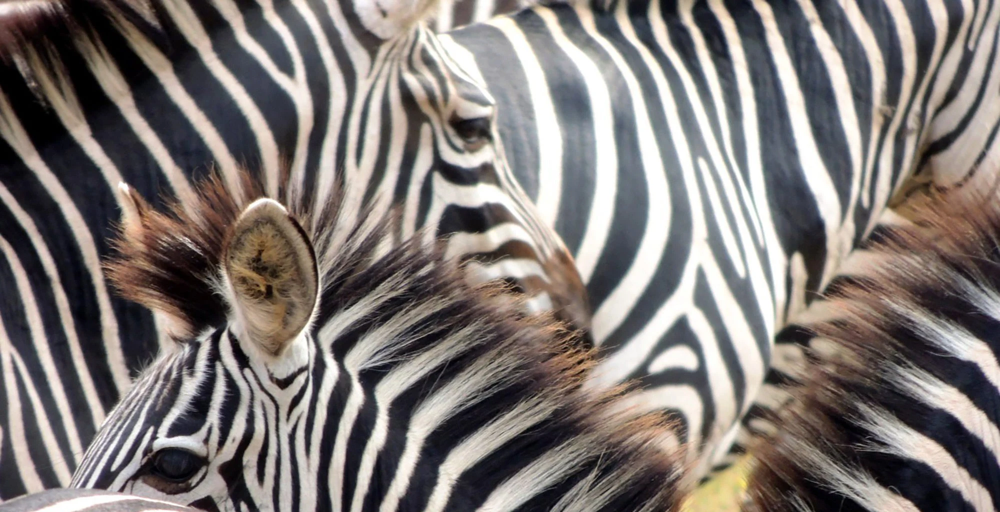 Close view of zebras grazing side by side in Lake Mburo National Park