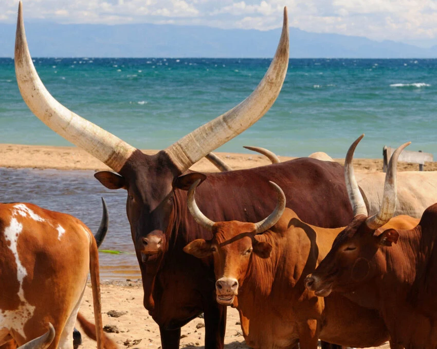 Long horned cattle standing on a lake beach