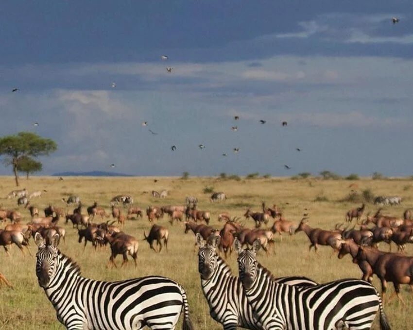 Zebras and topi herd under a dark stormy sky with birds