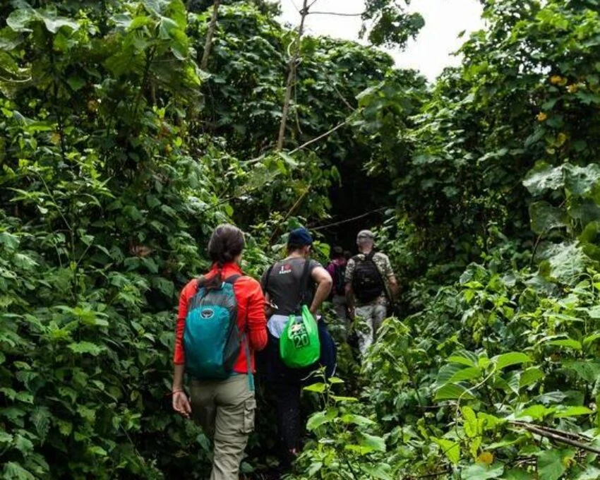 Hikers with backpacks following a trail through dense vine covered jungle