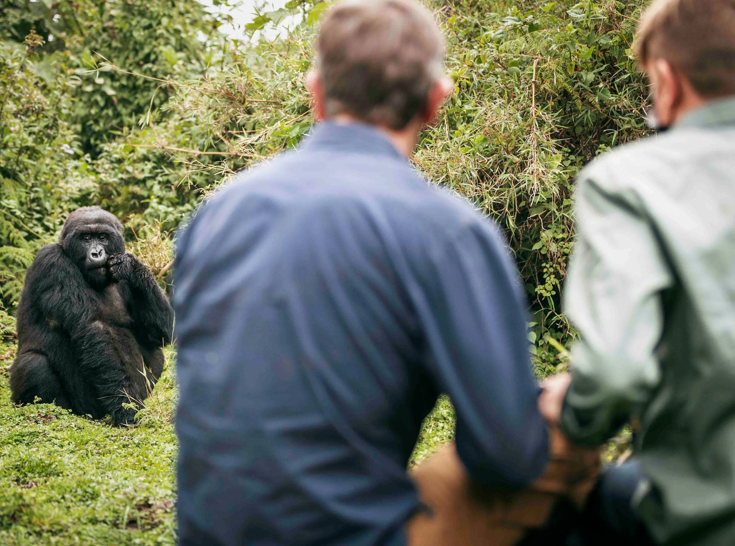Guide and guest from behind watching a gorilla in the bush