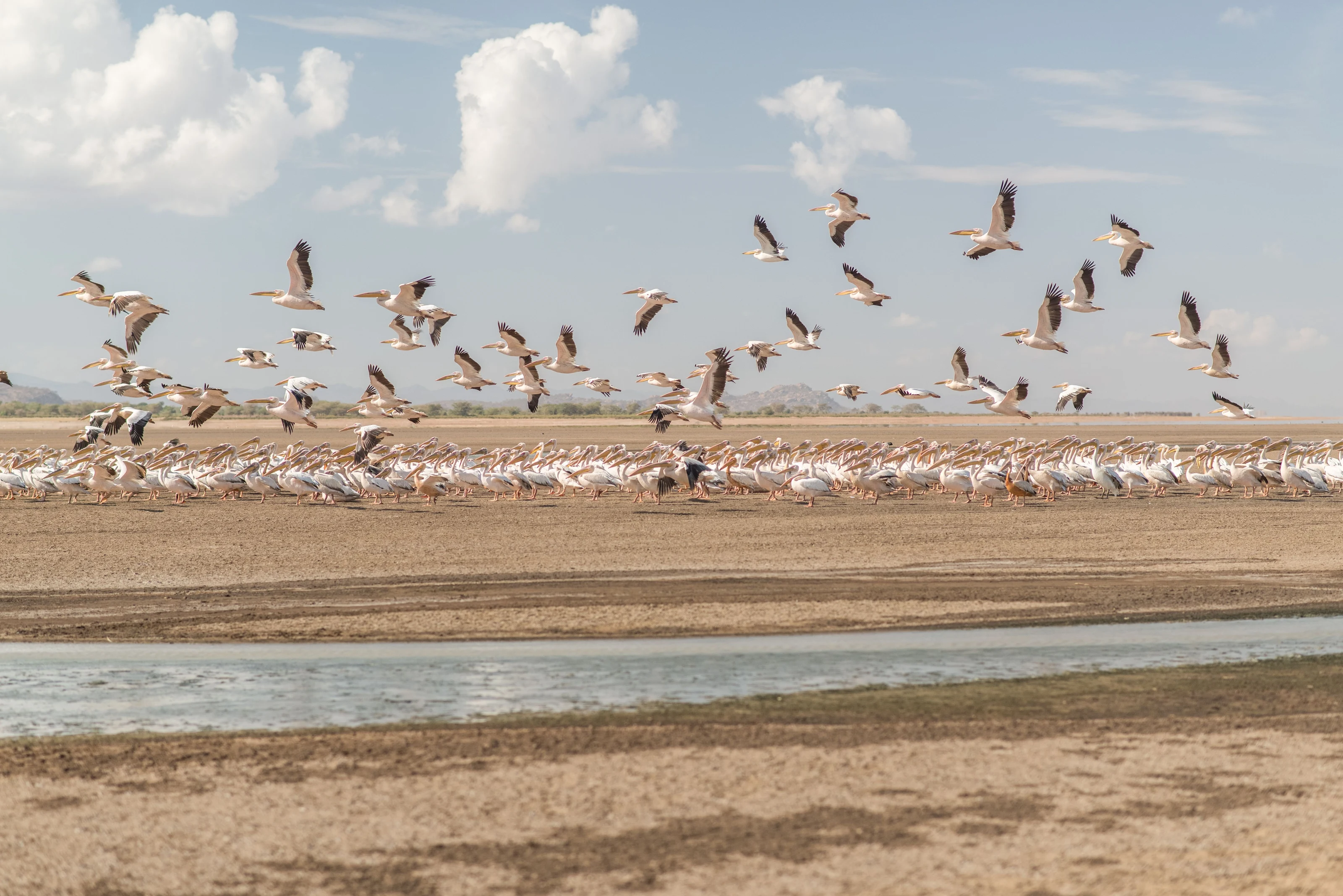 Flamingos taking flight over the shallows of Lake Eyasi