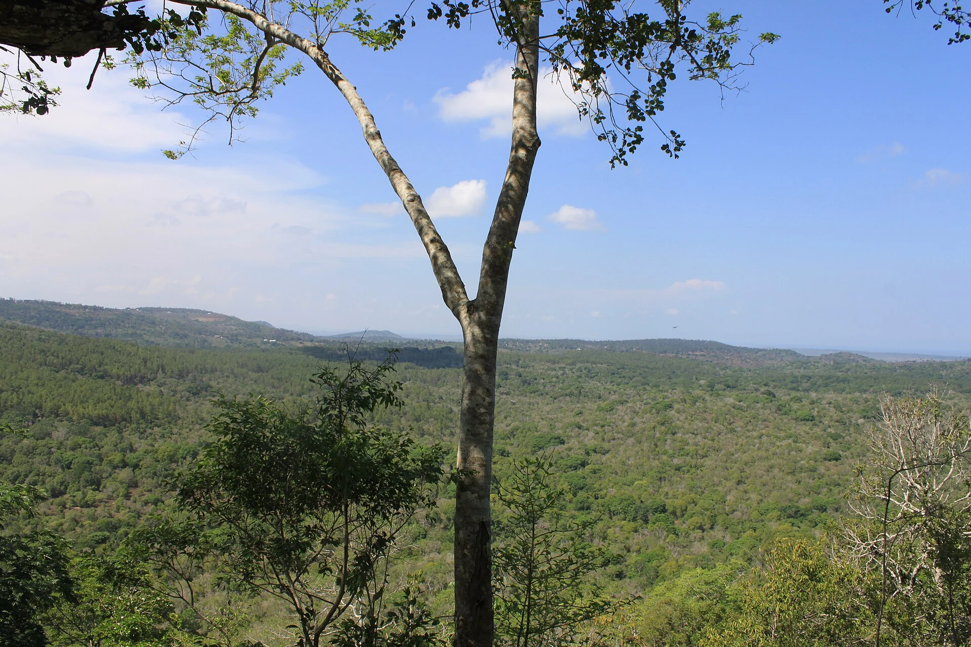 The view from the Sable Bandas viewpoint in Shimba Hills