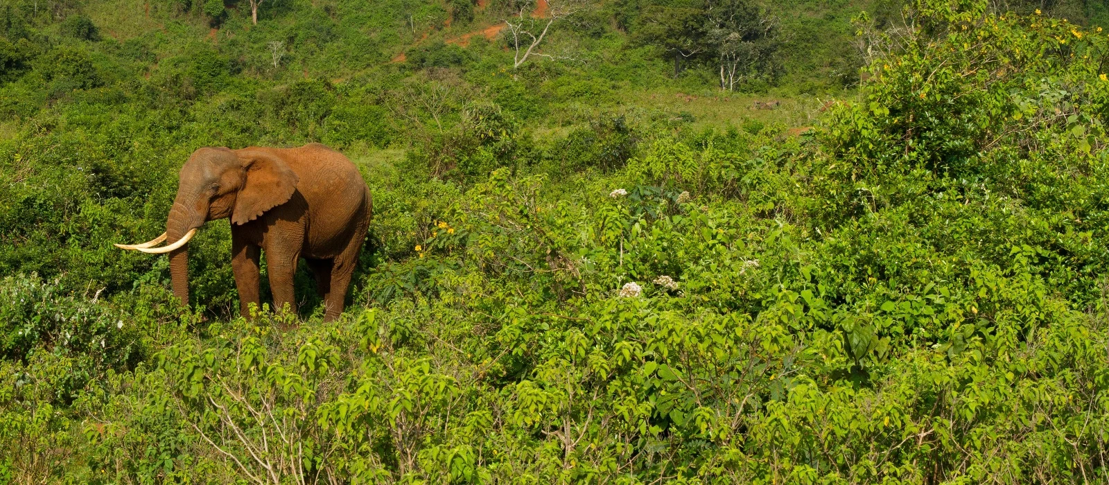 An elephant feeding in thick green bush in the Aberdares