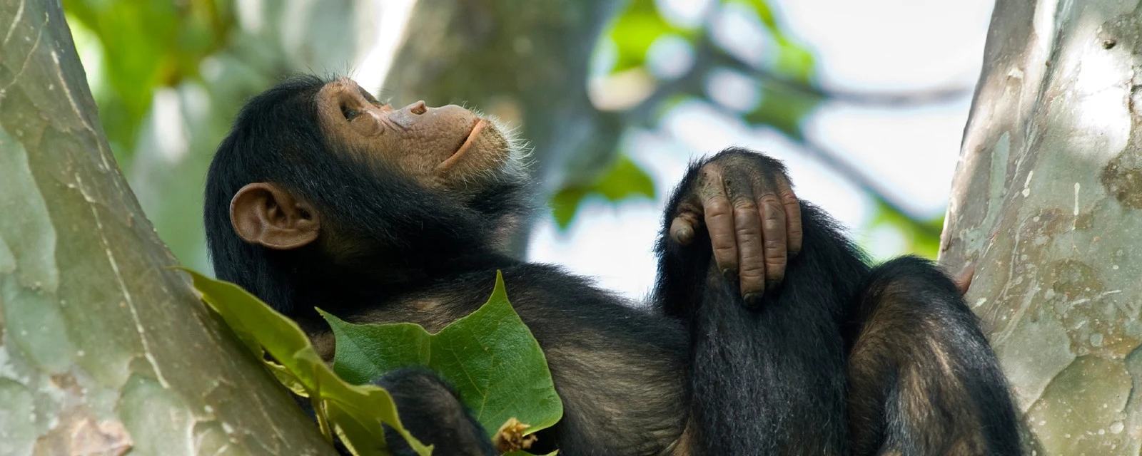 A chimpanzee resting in the fork of a tree with one arm over its knee