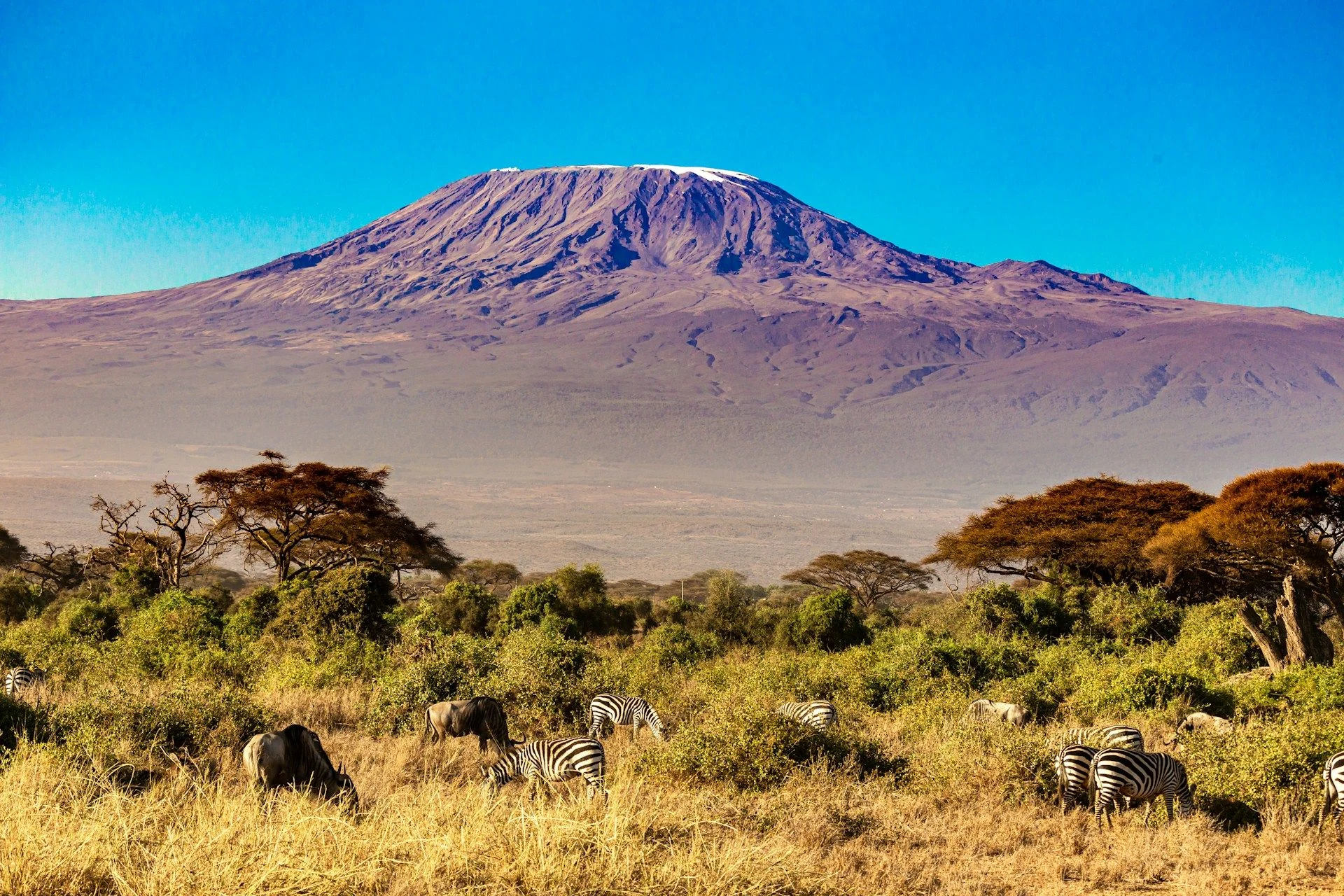 Kilimanjaro above savanna with scattered zebra and acacias
