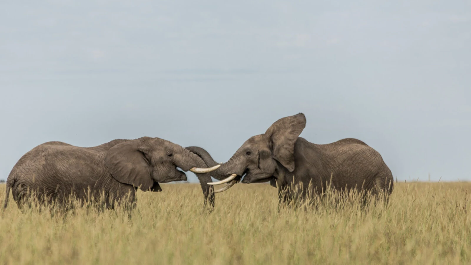 Two elephants facing each other in grass under grey sky