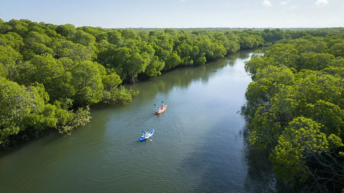 Kayakers paddling a mangrove creek, seen from above
