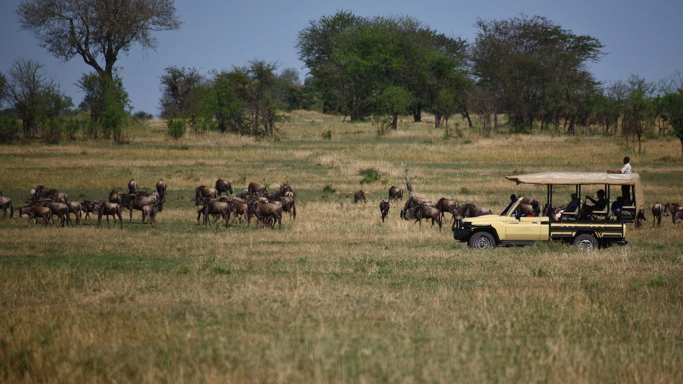 Safari vehicle beside a moving herd in the Serengeti
