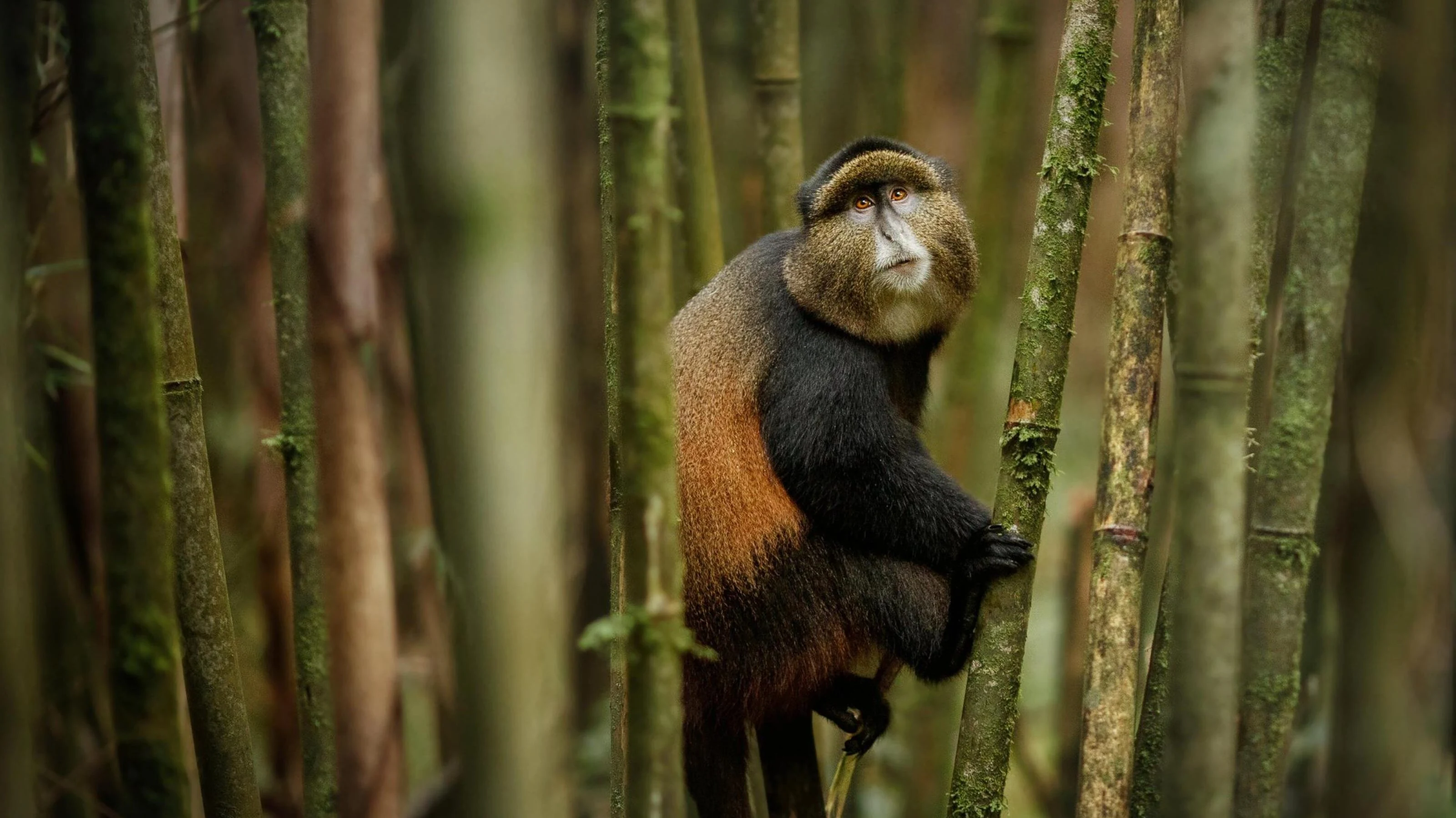 Golden monkey clinging to bamboo stems in forest