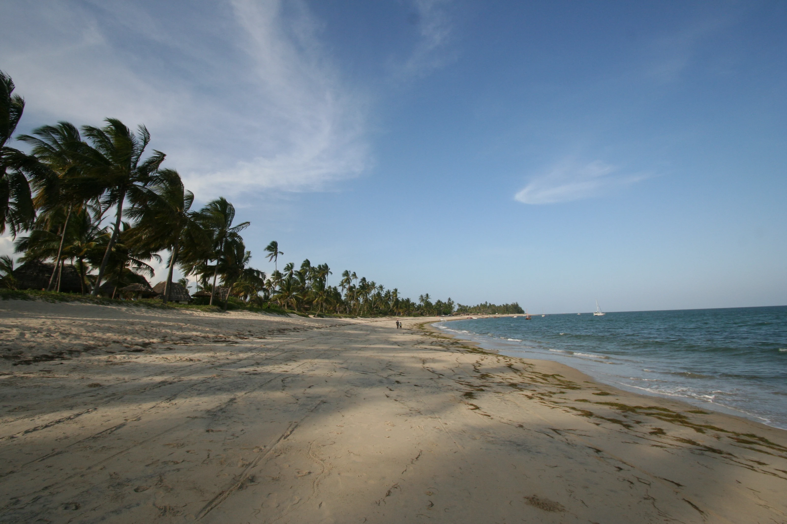 Quiet palm-fringed beach at low tide
