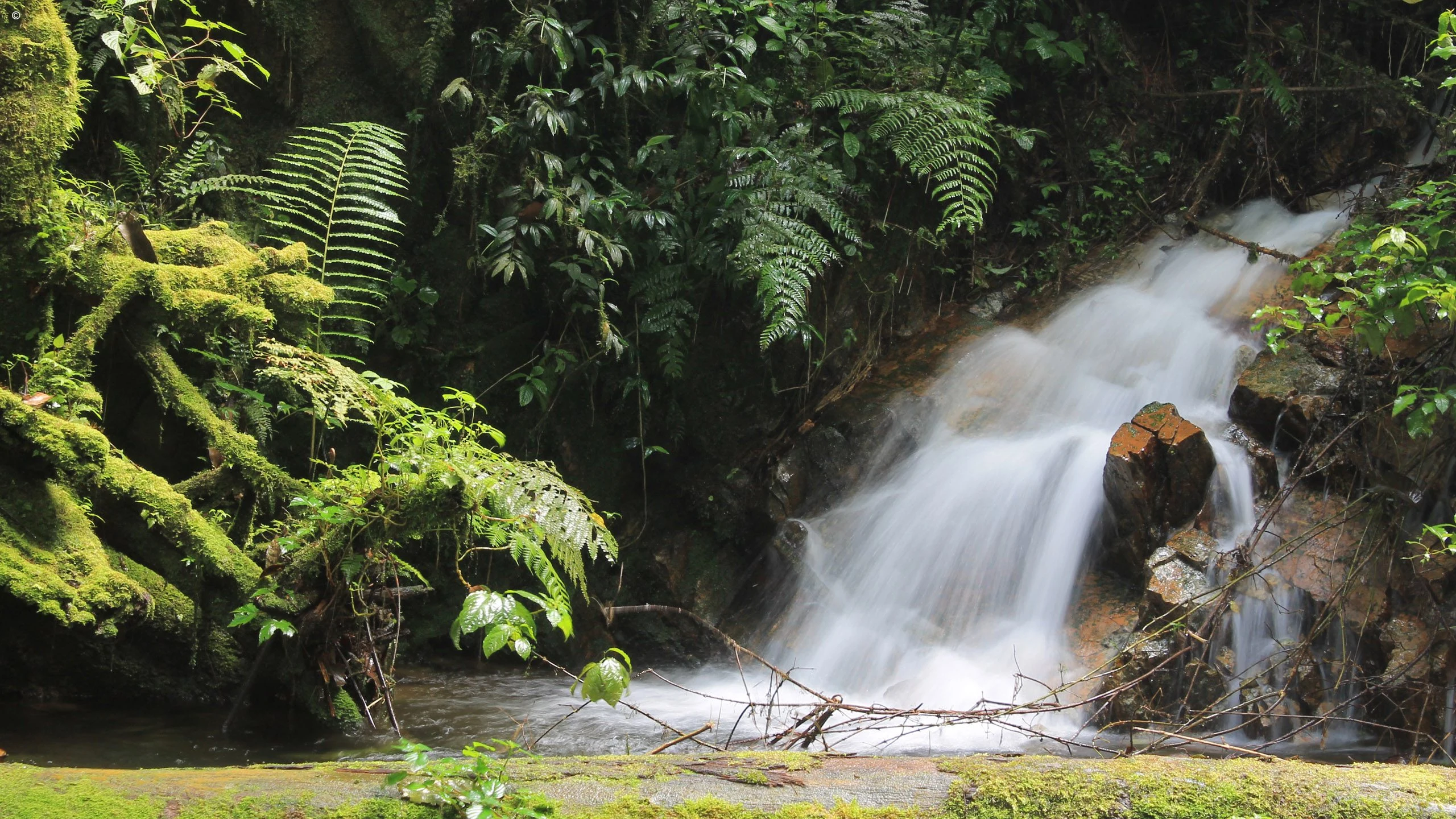 A small waterfall among ferns and moss in Bwindi Impenetrable Forest