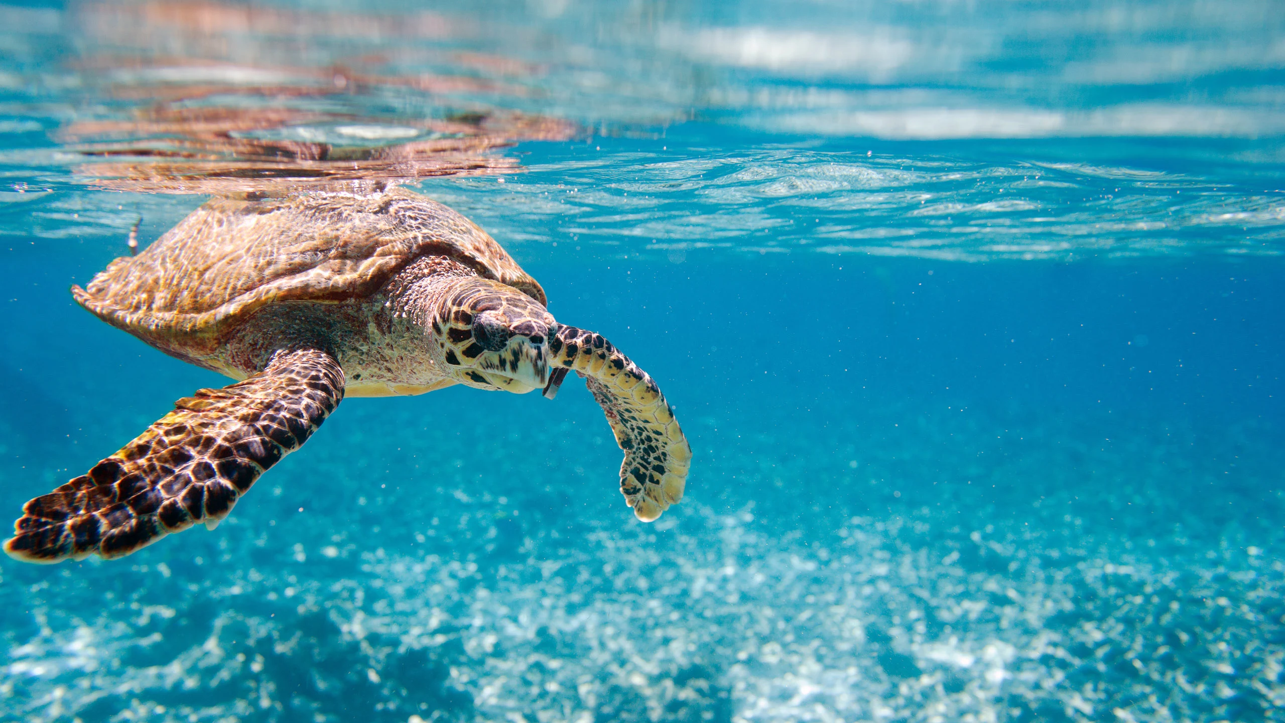 A hawksbill turtle swimming just below the surface in clear blue water