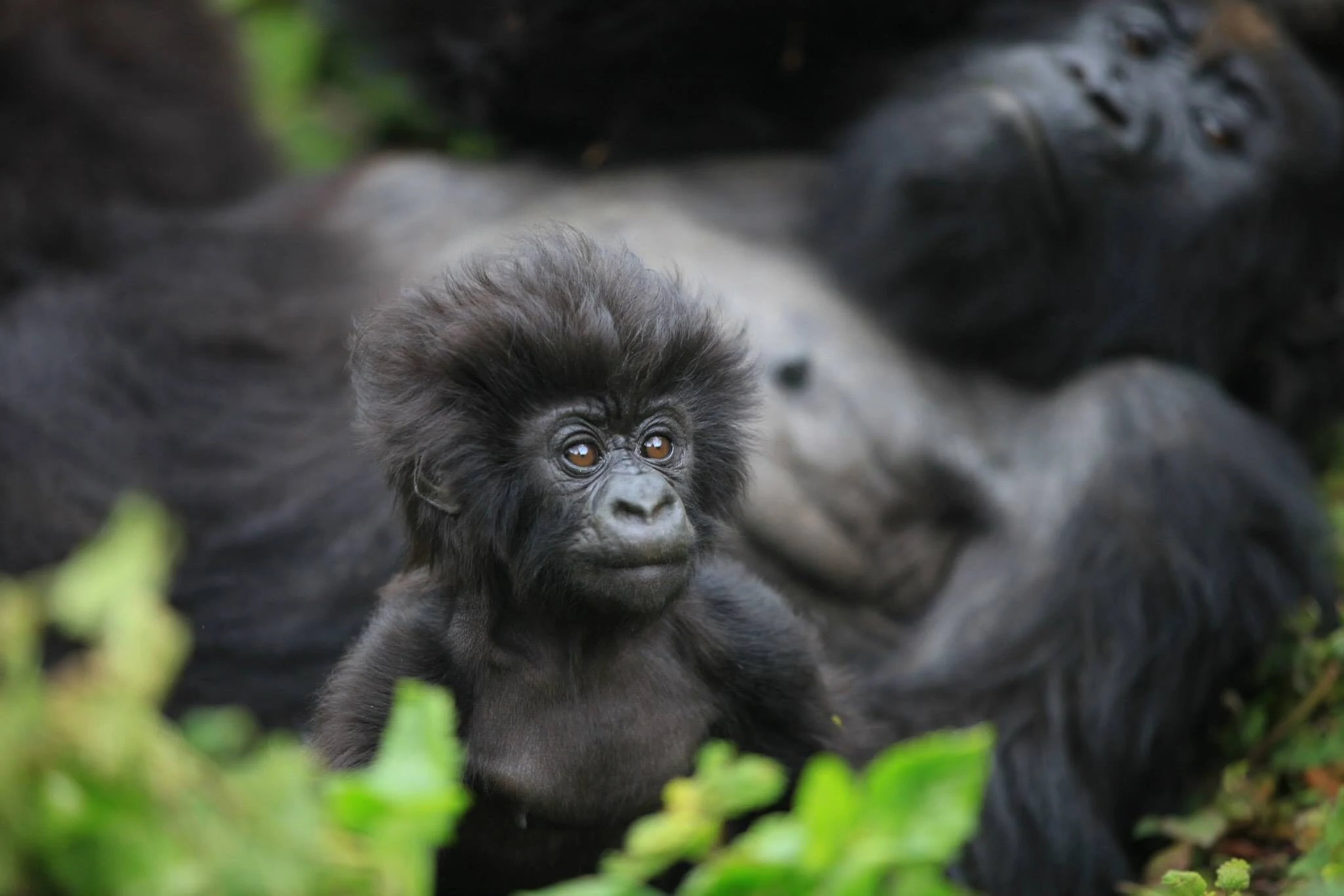 Baby gorilla sitting with adult behind, soft background
