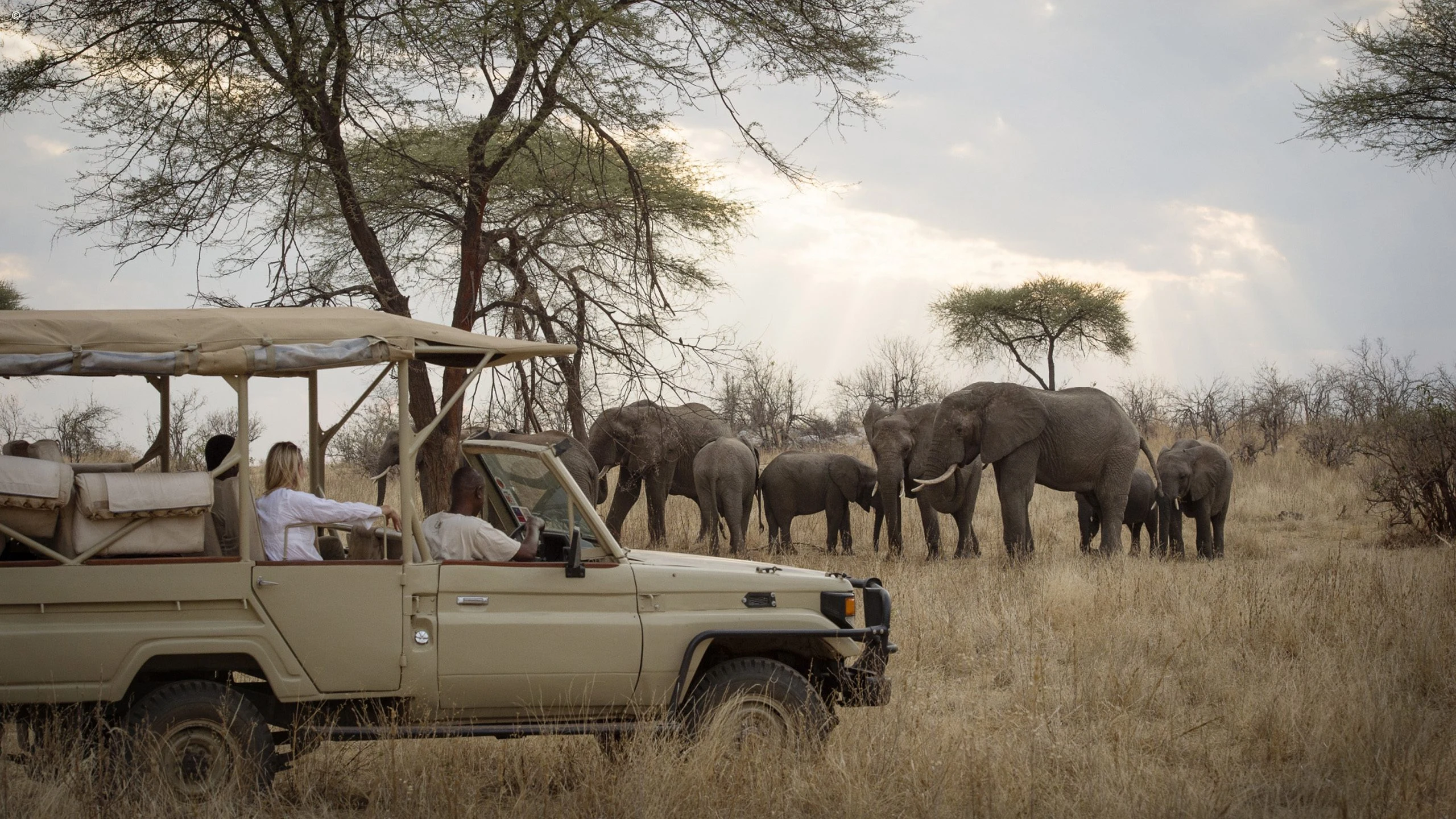 Open safari vehicle with a guide parked beside elephants in Ruaha