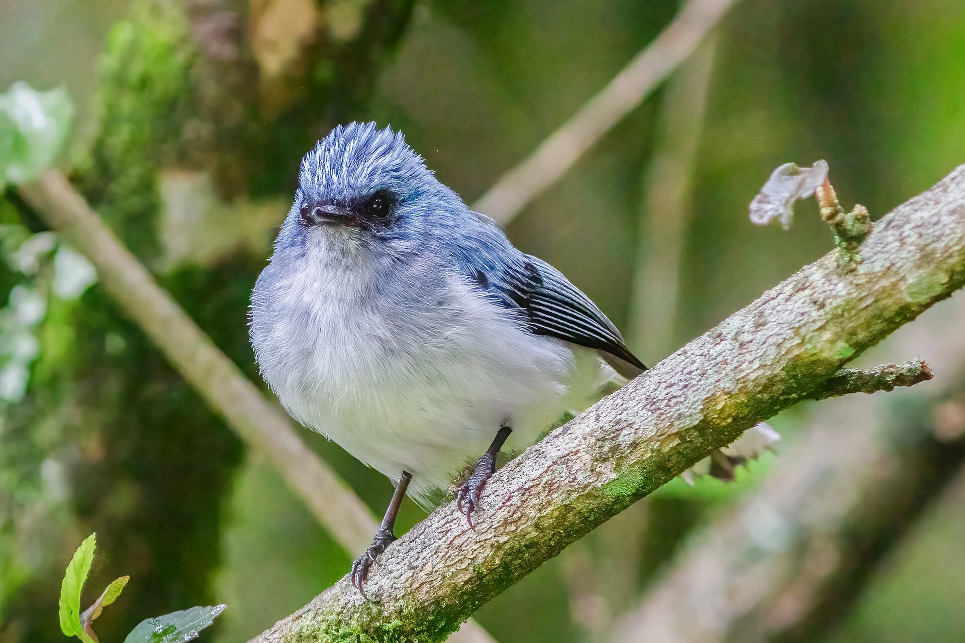 An African blue flycatcher perched on a mossy branch in Bwindi Impenetrable National Park