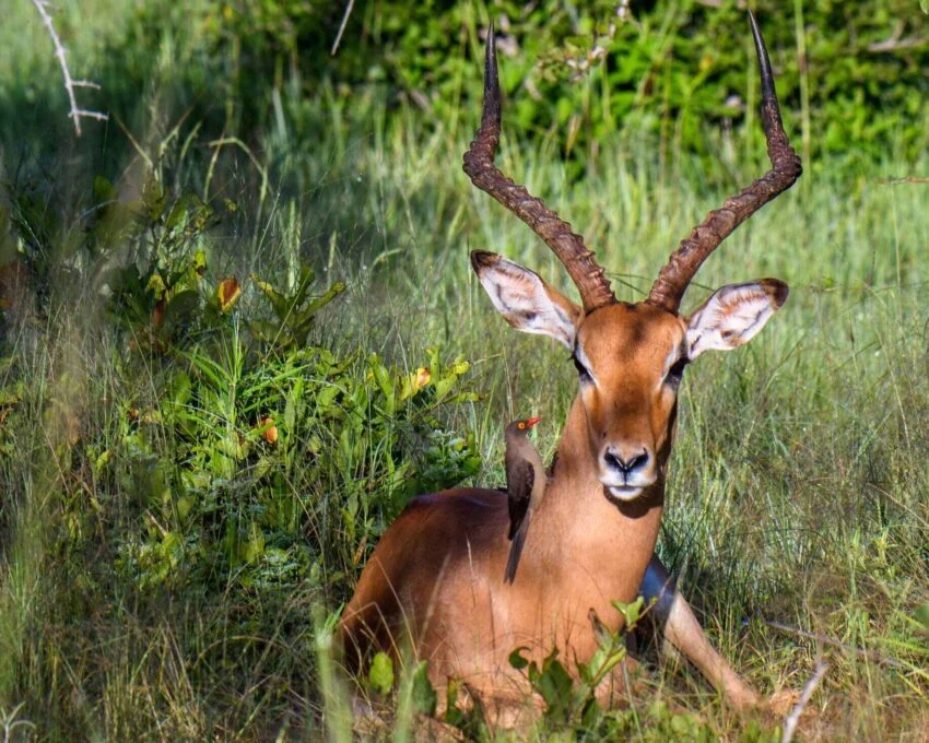 Male impala lying in green grass with an oxpecker on its back