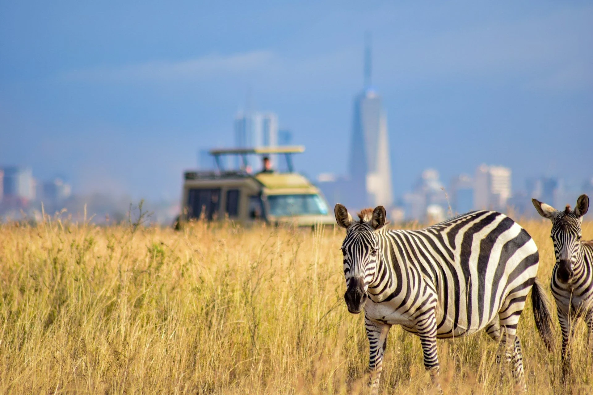 A safari vehicle and zebras in long grass with the Nairobi skyline behind