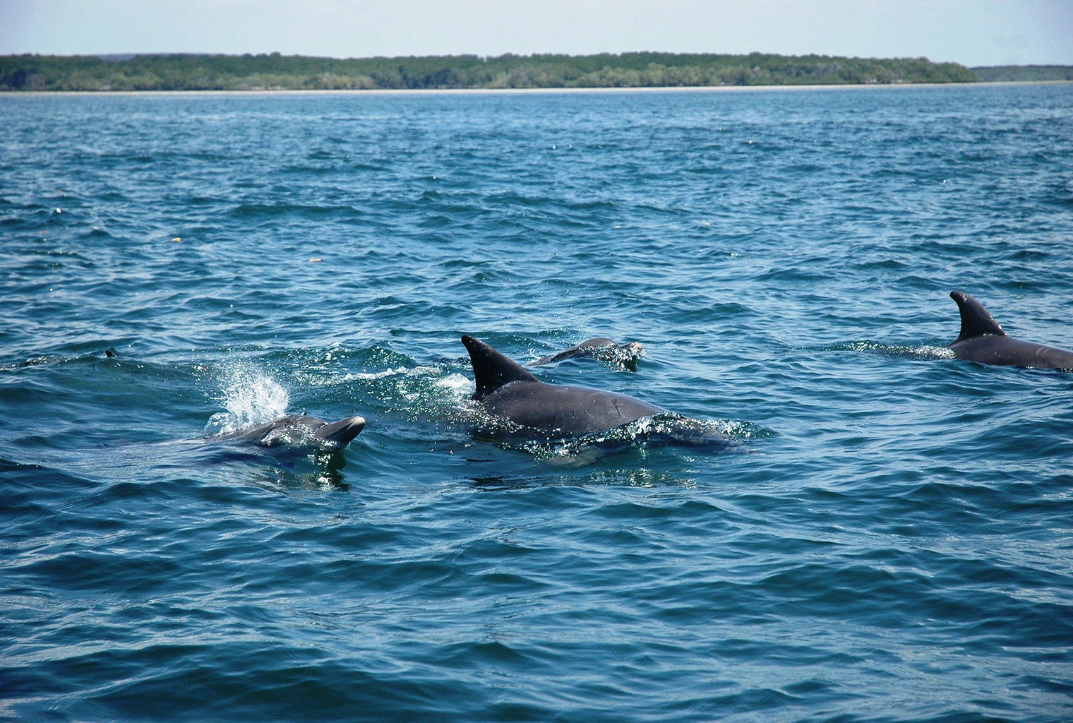 Dolphins swimming in deep blue water off Kenya's south coast