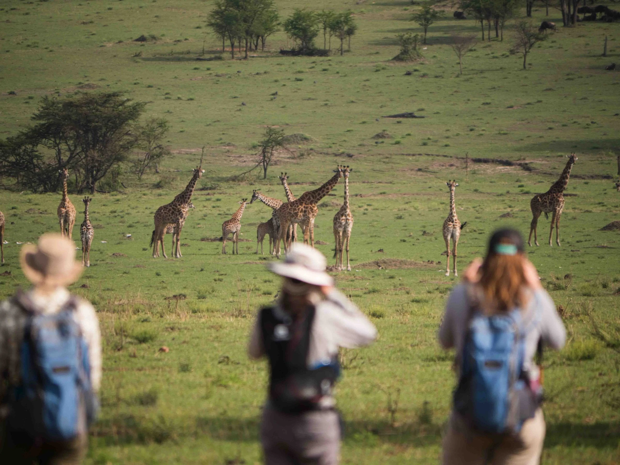 Walking safari guests from behind watching giraffes in green valley