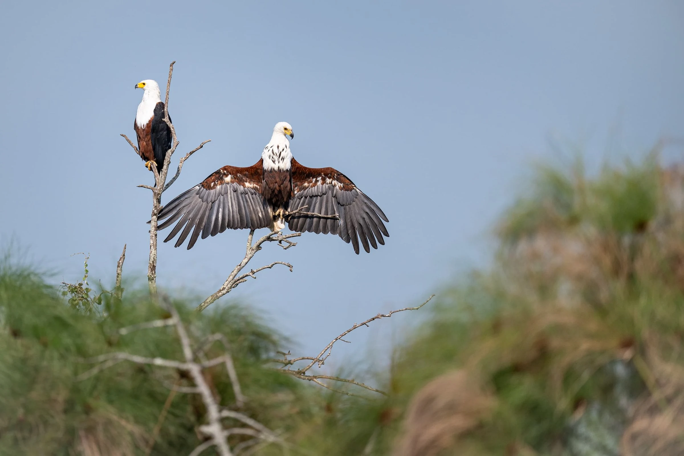 Two fish eagles on dead branch, one spreading wings