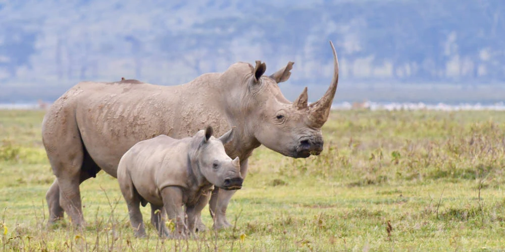A white rhino and her calf grazing at Lake Nakuru