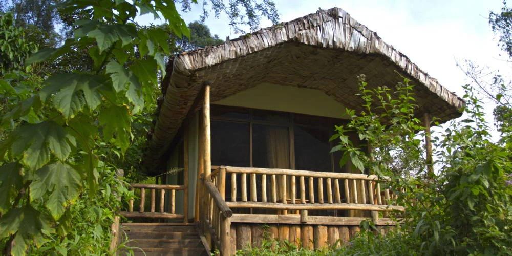 Wooden thatched cabin with a veranda among forest plants at Bwindi Lodge