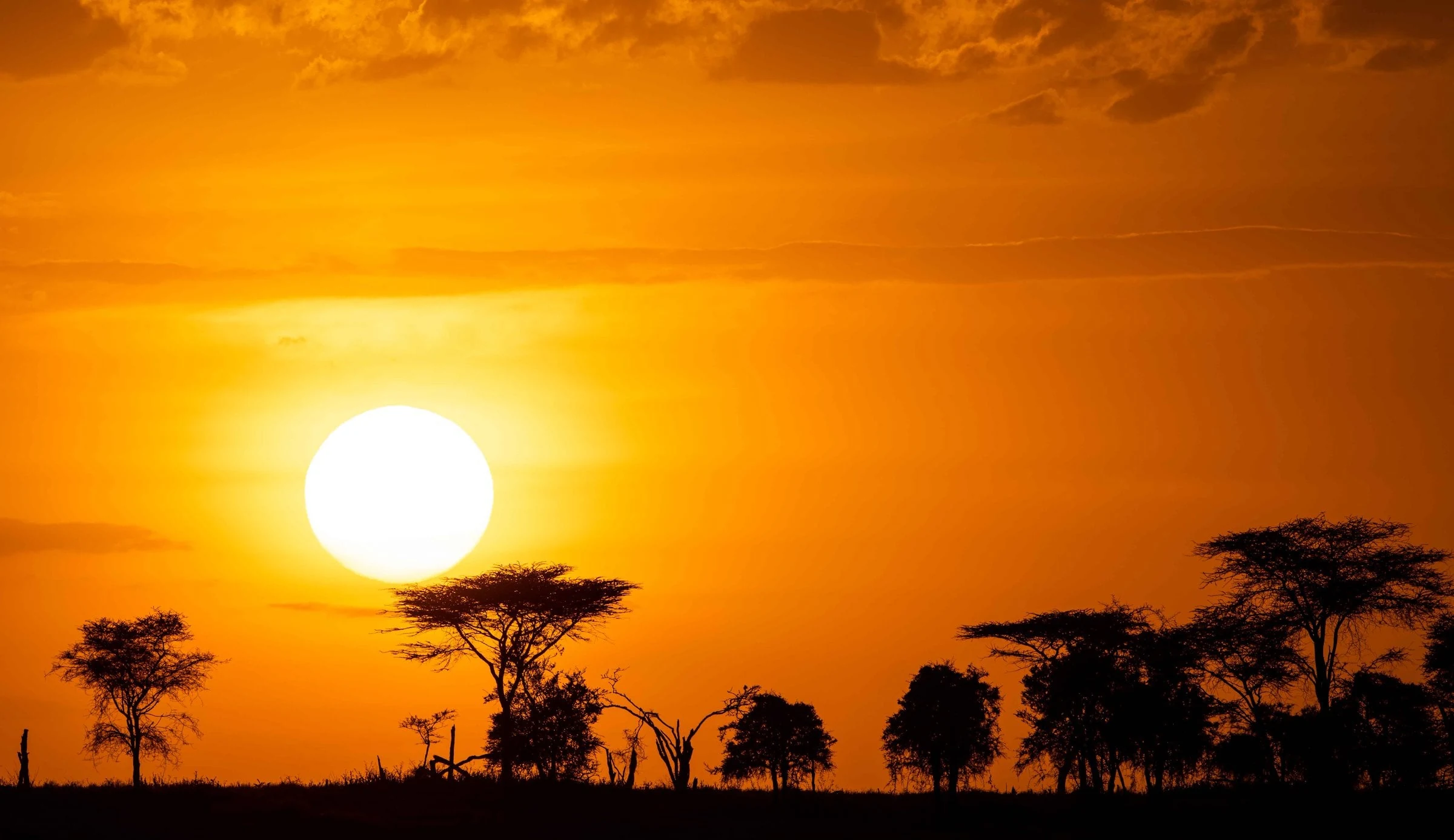 Orange sunset with acacia silhouettes