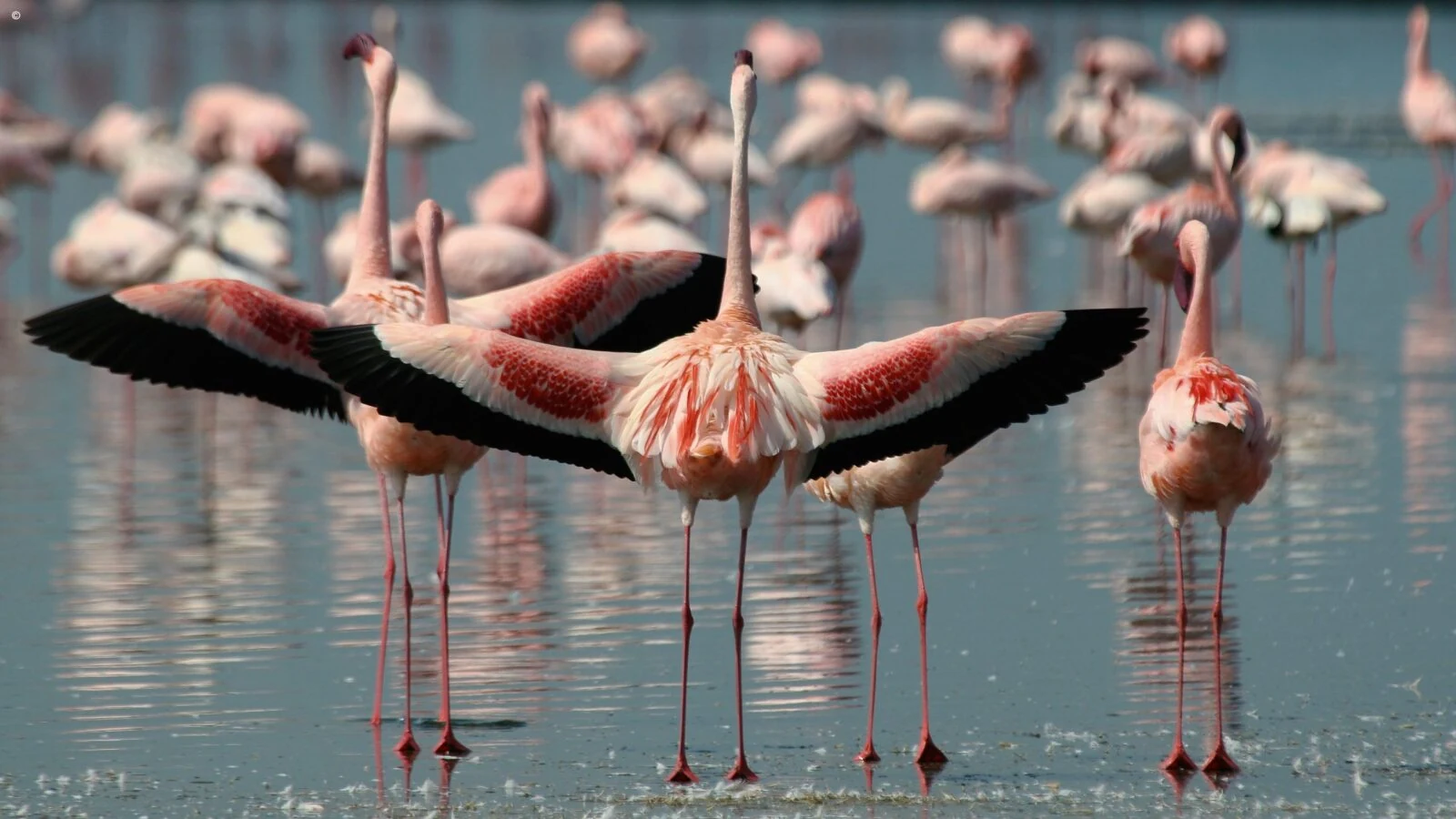 Flamingos close up, one spreading wings, on grey blue water