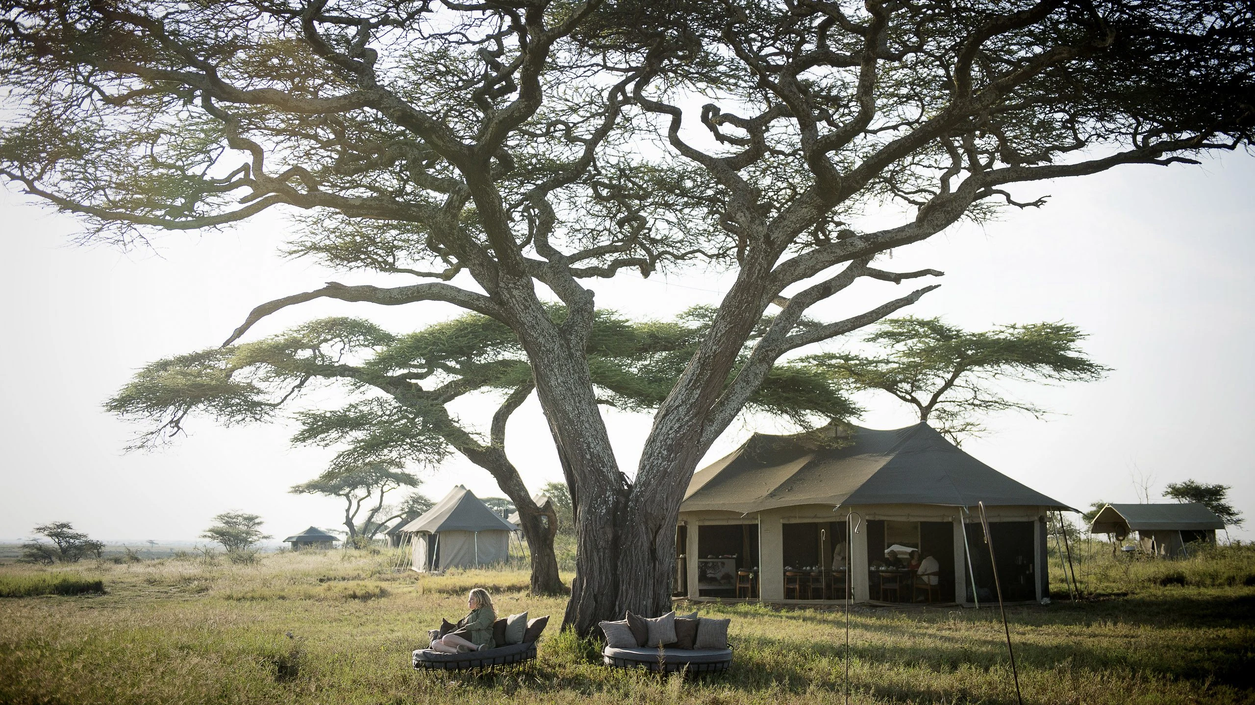 Canvas lodge beneath broad tree at Namiri Plains