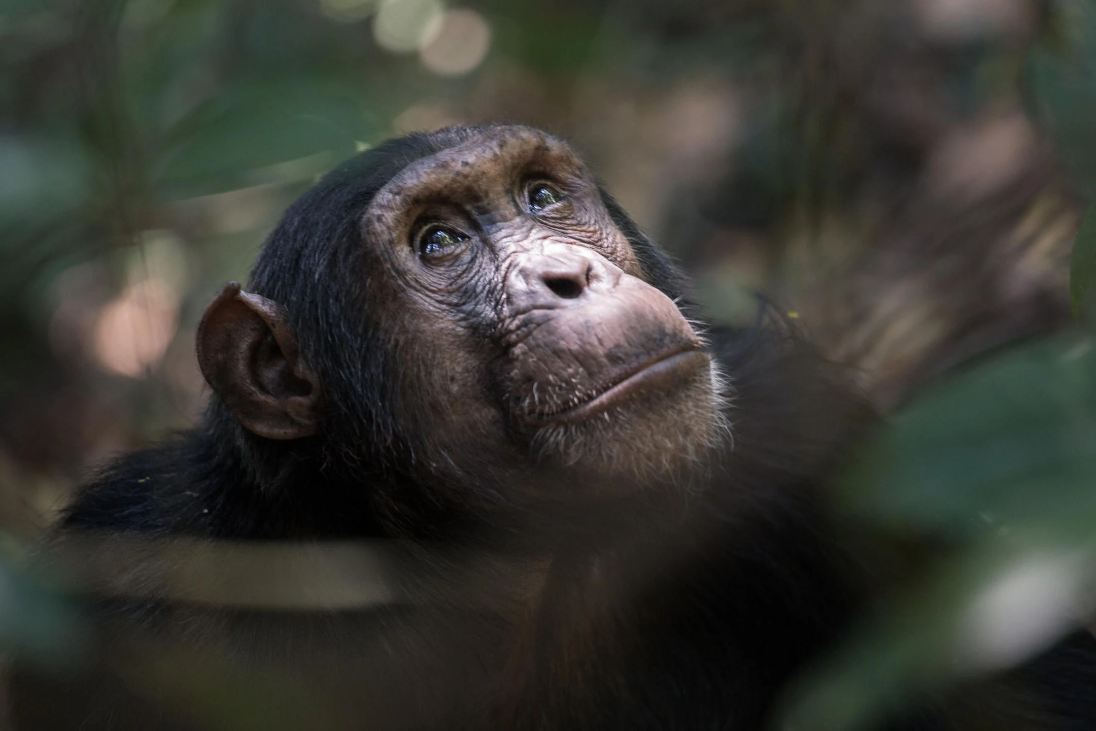 Close portrait of a chimpanzee looking up