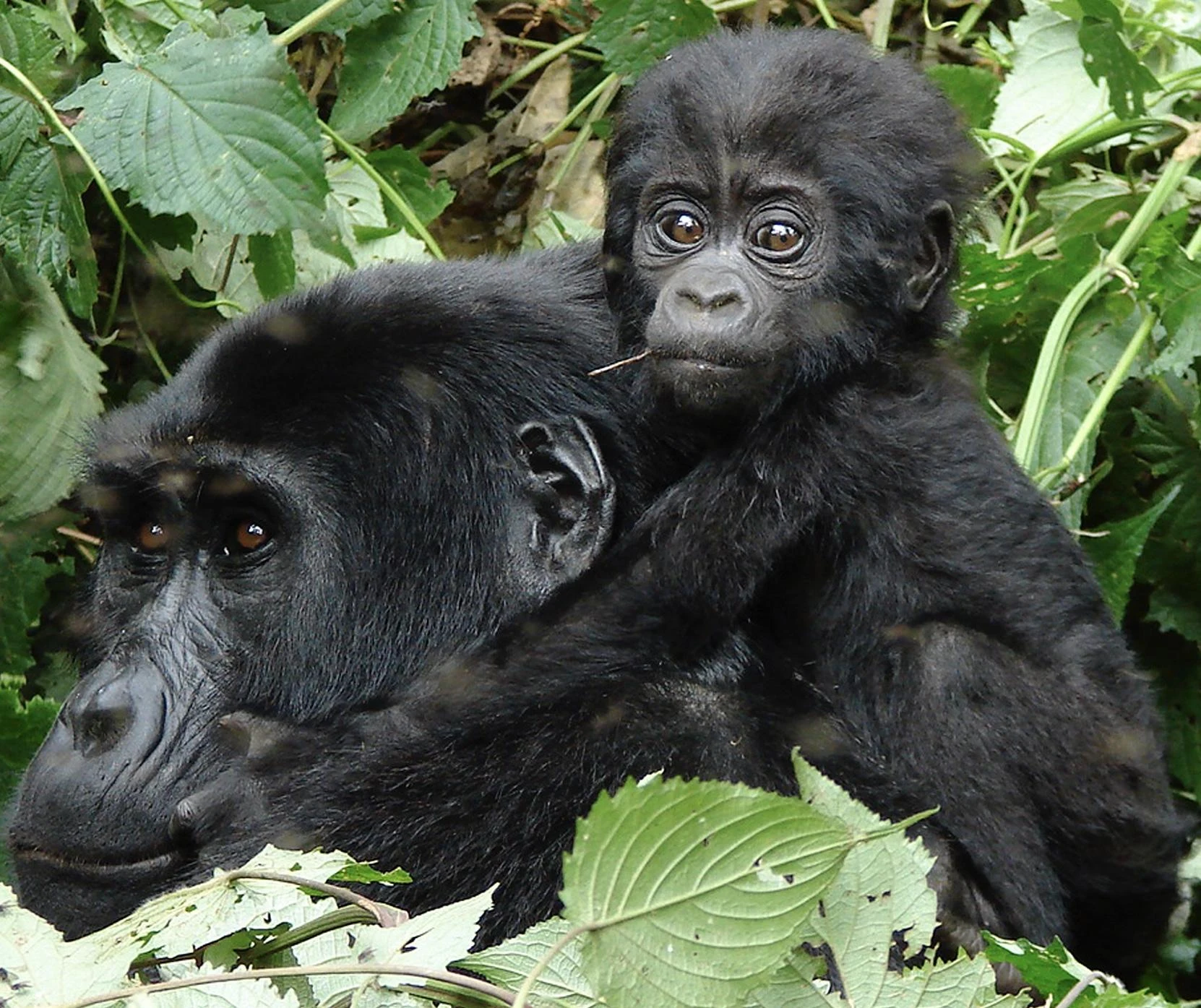 A young mountain gorilla resting on its mother among green leaves at Nkuringo