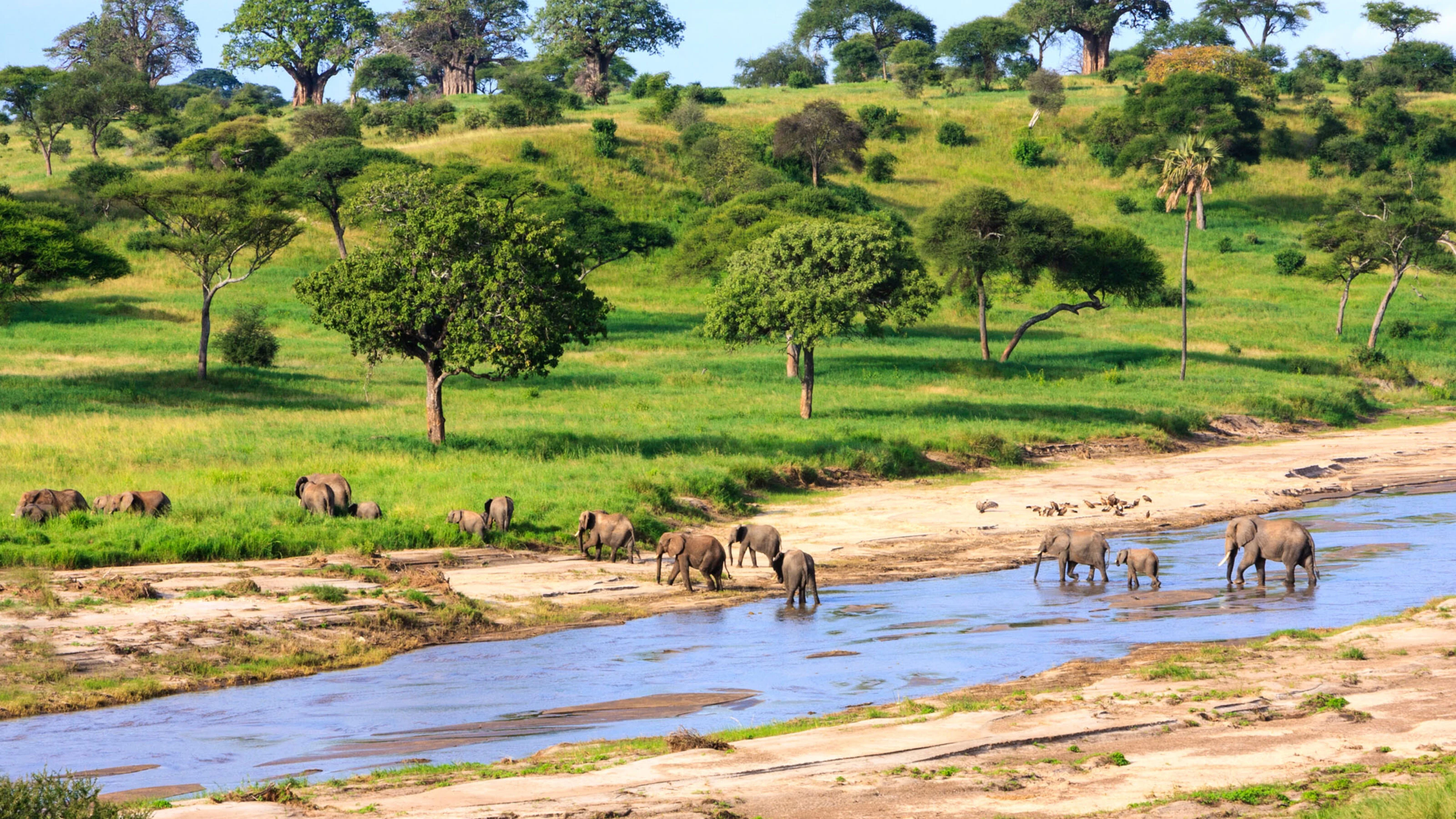 Green woodland river valley with elephants crossing a sandy riverbed