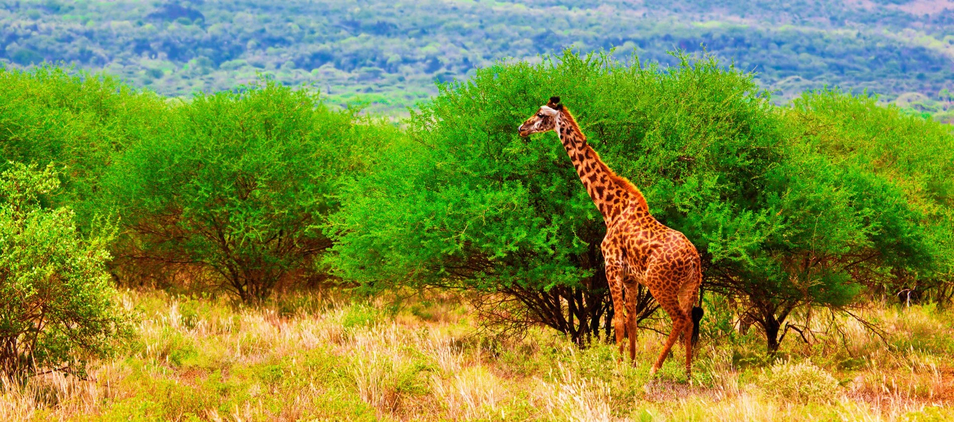 A giraffe browsing among green bushes in Tsavo West