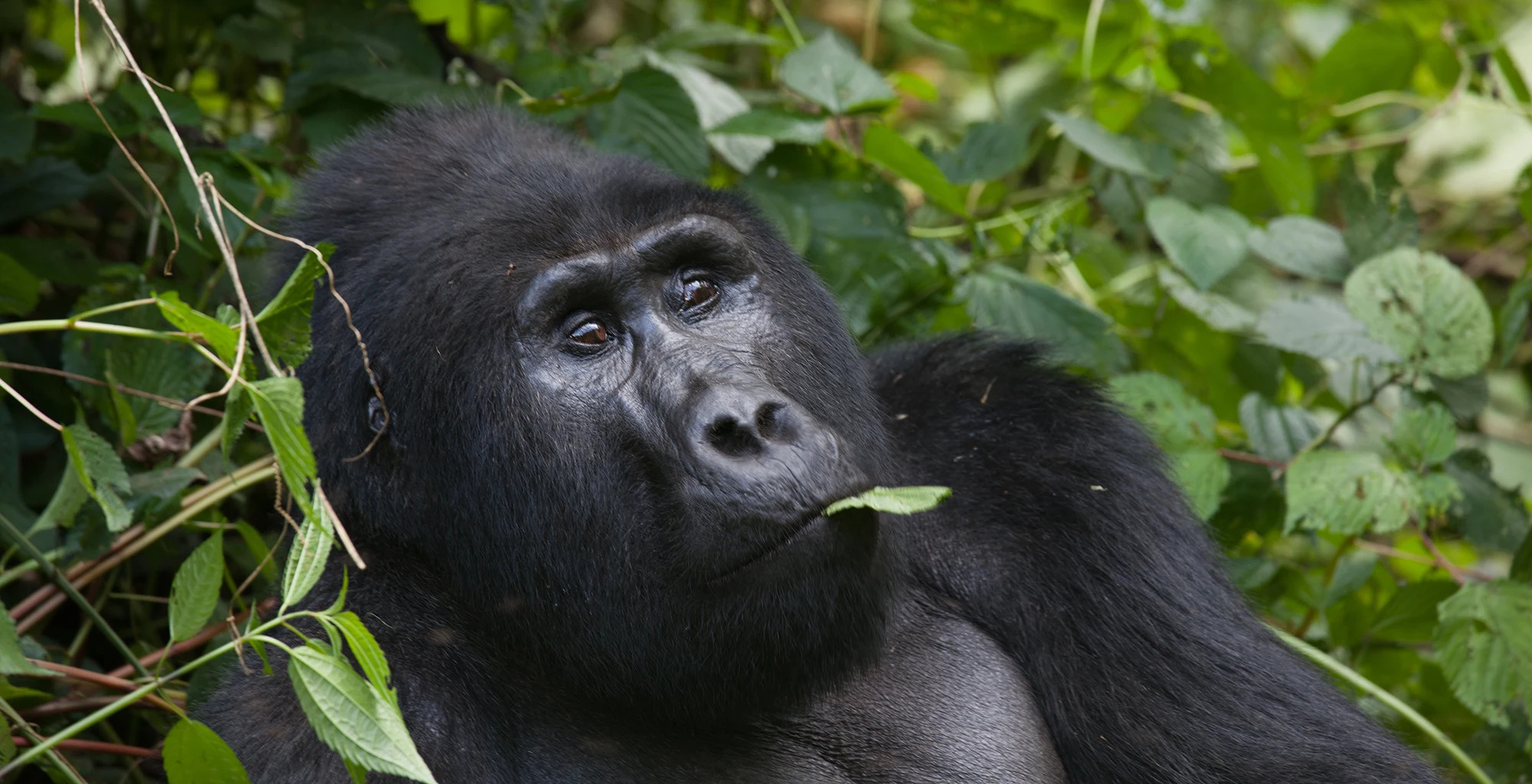 A mountain gorilla chewing a leaf among dense foliage in Bwindi