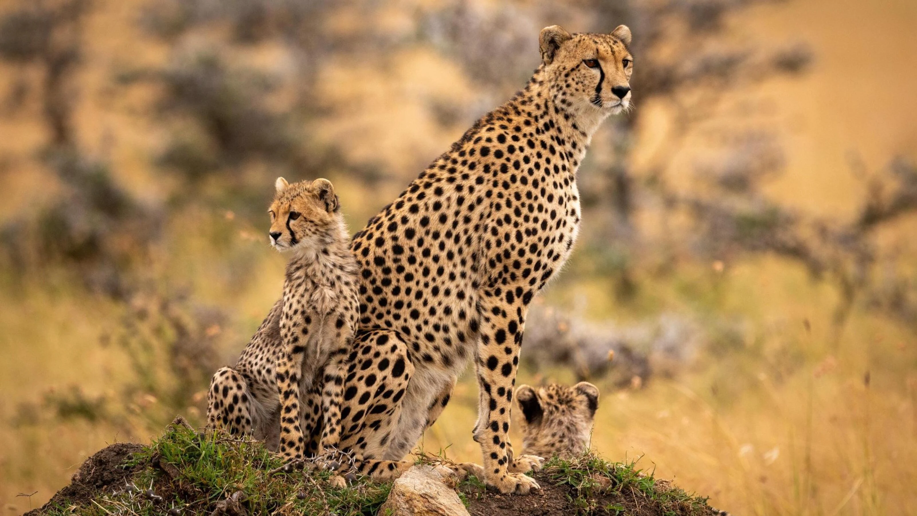 Cheetah mother and cubs sitting on a grassy mound in warm light