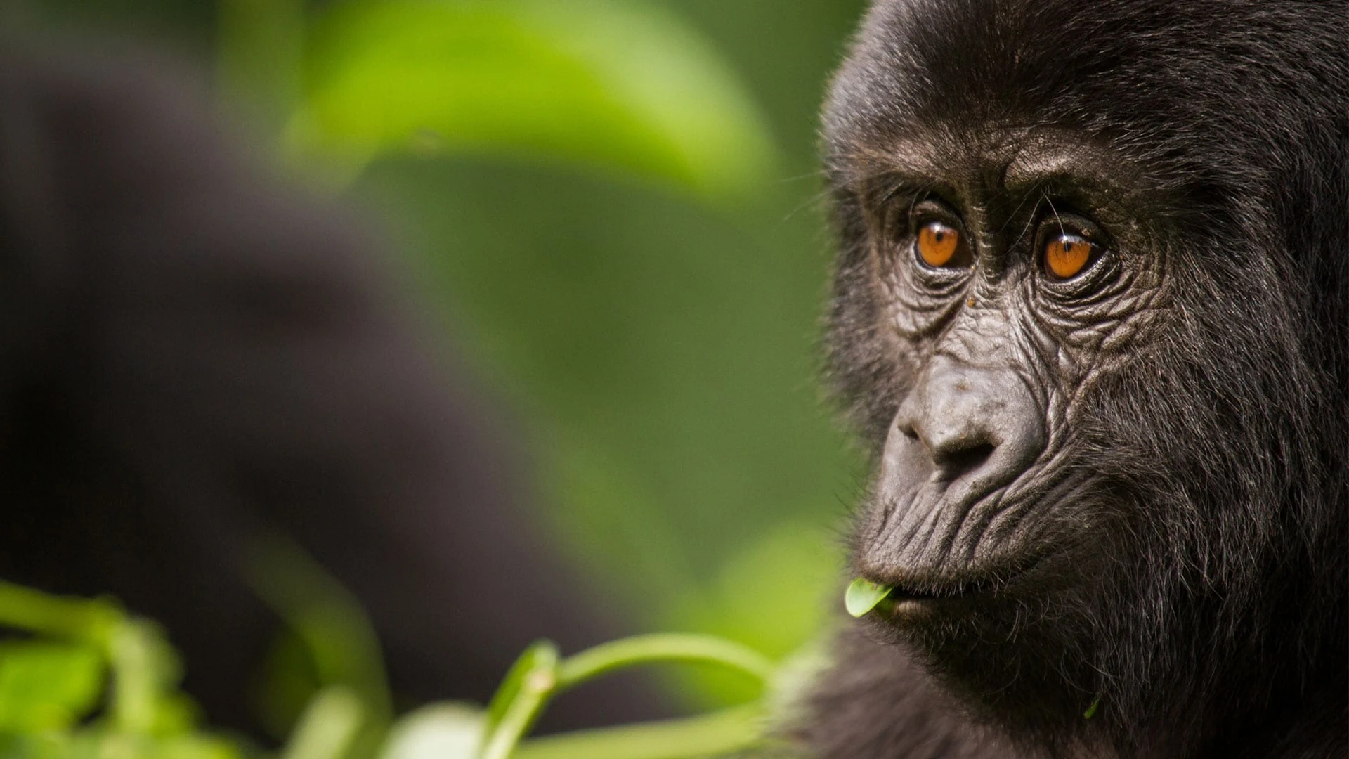 Gorilla with amber eyes at right, soft green blur at left