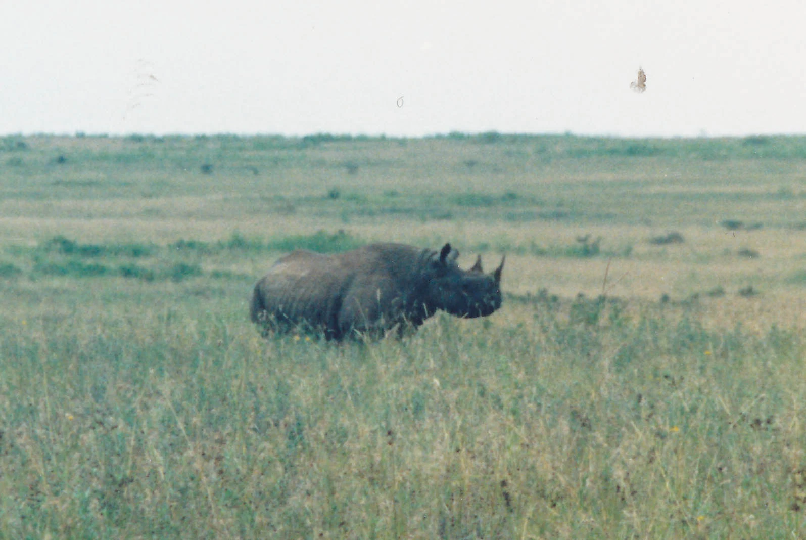 A black rhino in Nairobi National Park