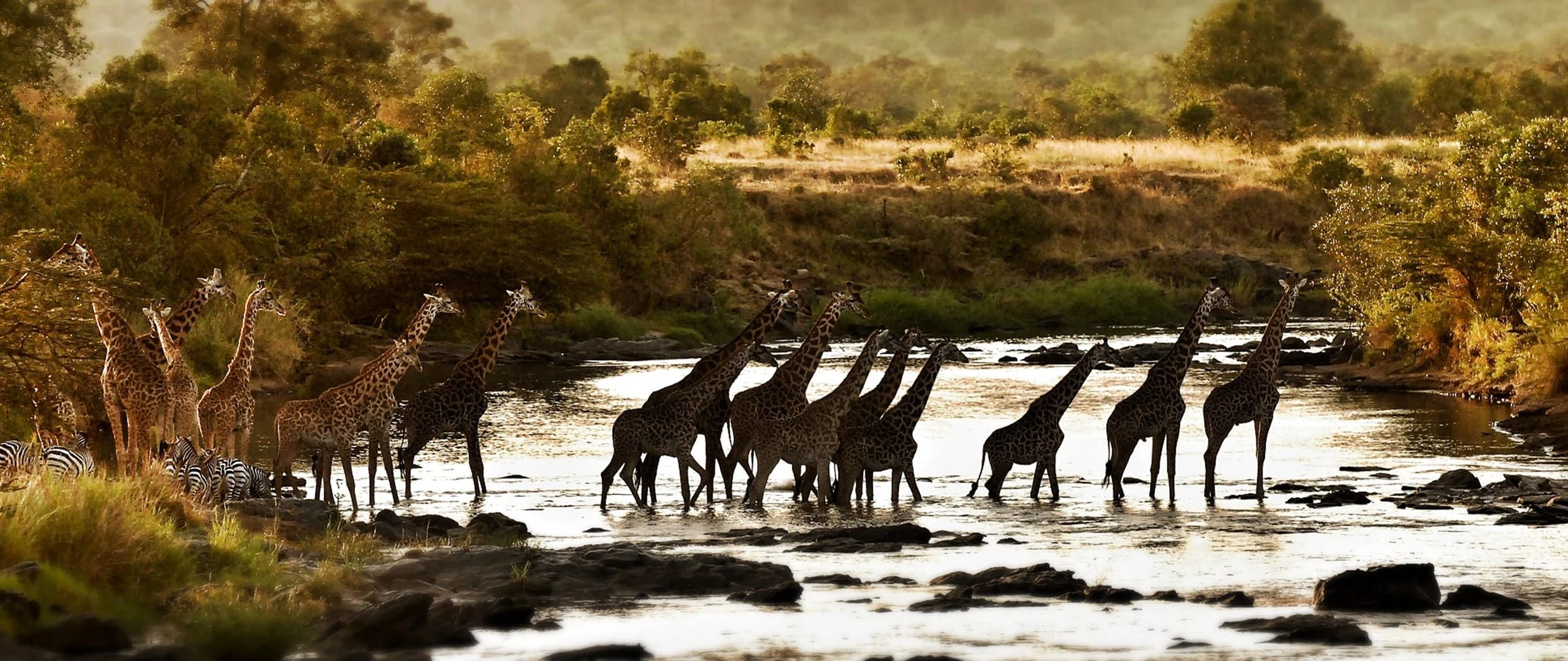 Line of giraffe wading across a river in warm light