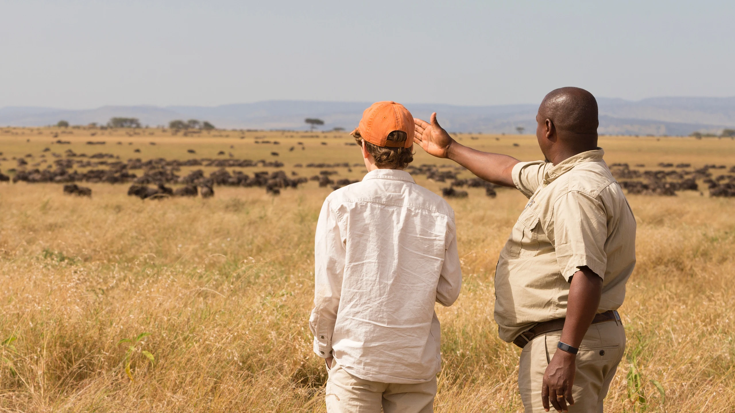 A guide and guest on foot watching wildebeest on a golden plain in the Serengeti