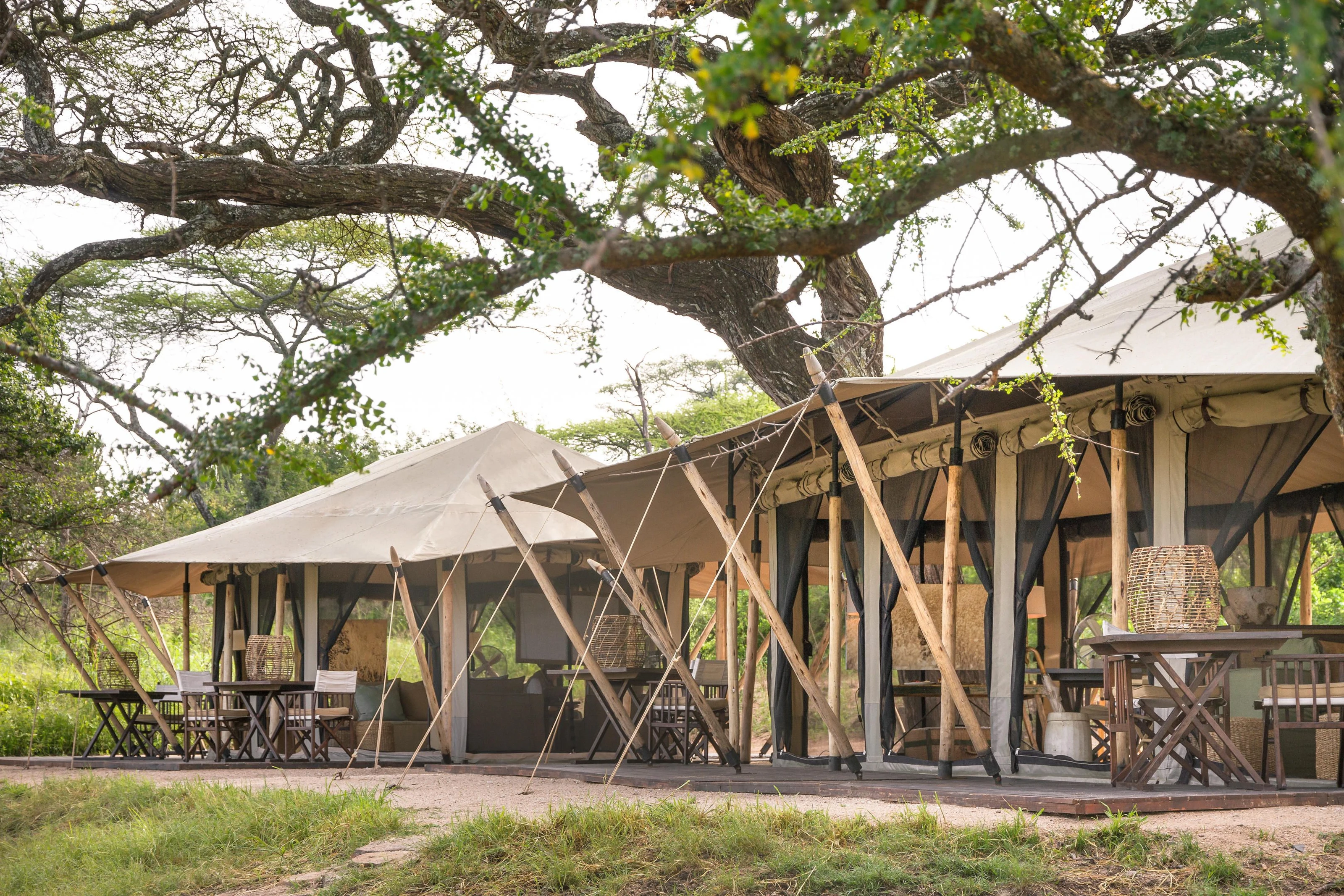 Canvas tents of Mila Tented Camp beneath a large tree in the western Serengeti
